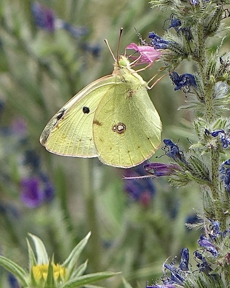 Berger's clouded yellow